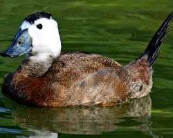 The lake also contained some marshy land in the surrounding area and the area is rich in different varieties of flora and fauna due to the diversity o